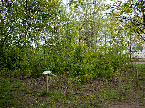 Mini-Wald voller kleiner Bäume und Sträucher