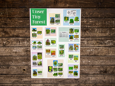 Plakat mit Baum- und Straucharten